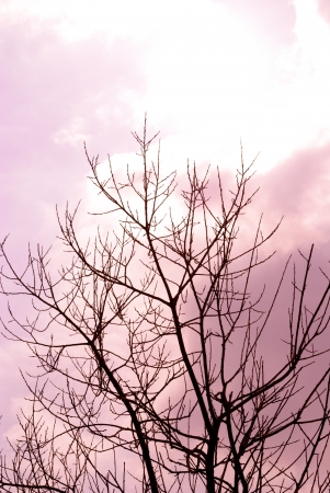 Spooky tree over violet clouds during Halloweenの写真素材