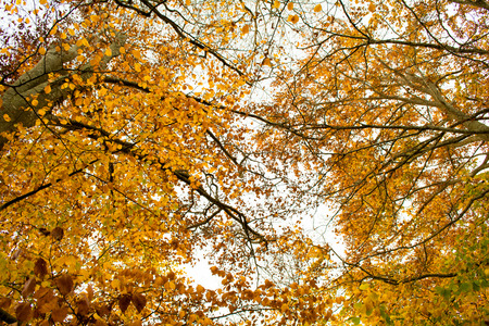 Autumnal scenery. Landscape in yellow and brown tones at the Montseny in Catalonia, Spain.の写真素材