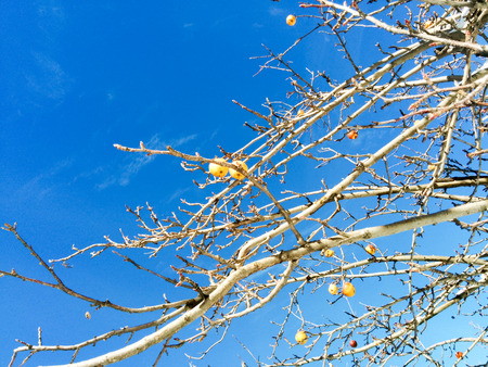 Ideal for backgounds. Tree branches with no leaves during winter season.の写真素材