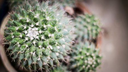 cactusの写真素材