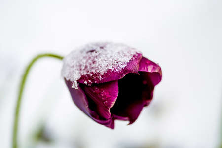 Purple Tulip covered by the snowの写真素材