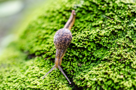 snail on the surface of old stump with moss in a natural environmentの写真素材