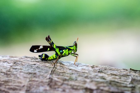 An Image of Grasshoppers . macro Grasshopperの写真素材