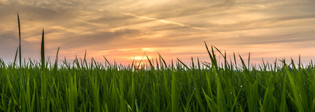 Green Rice fields,Beautiful views landscapes is Light sunrise in thailandの写真素材