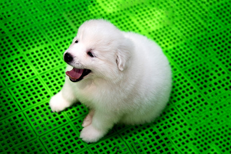 Golden retriever puppy lying and looking at the camera の写真素材