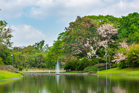 Green city public park.の写真素材
