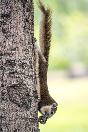 Cute grey squirrel eating in the parkの写真素材