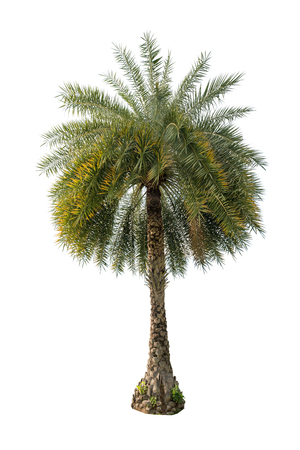 Green beautiful palm tree isolated on white backgroundの写真素材