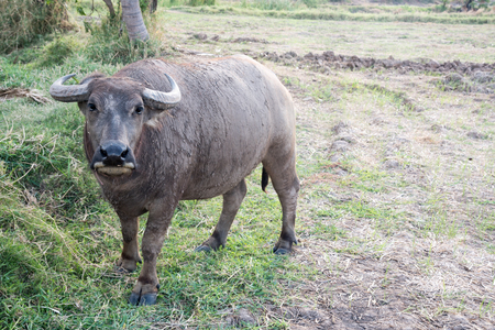 Asian buffalo eat grass on the field with blue sky,Thailand