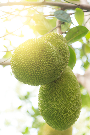 Jackfruit Tree and young Jackfruits