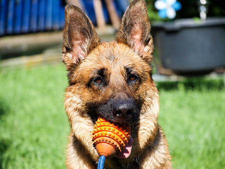 German Shepherdの写真素材
