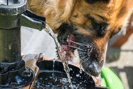 German Shepherdの写真素材