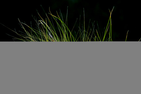 Grassの写真素材