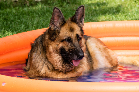 German Shepherdの写真素材