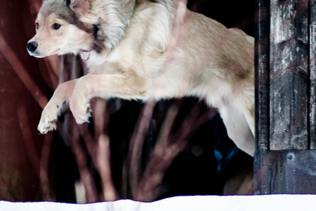 Jumping Dog