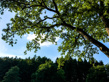 Tree background against the sky