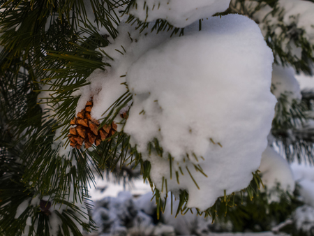 winter background.の写真素材