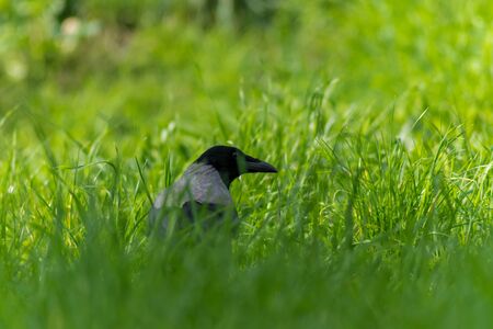 Crow in a meadow