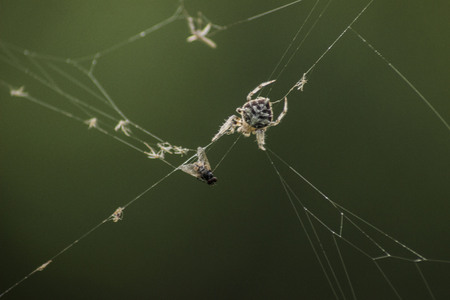 Spider Eating Preyの写真素材