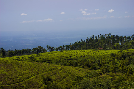 Tea Garden on the Hills