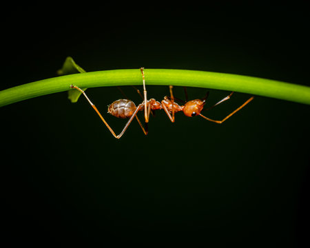 Close up of red ants on green young shoots in garden and black background.の写真素材