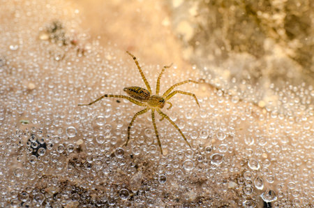 Lawn Wolf Spider, Hippasa holmerae with dew drops in a nest.
