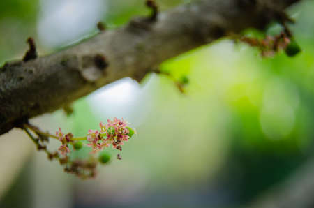 Star gooseberry flower is fresh organic natural in the garden, close up