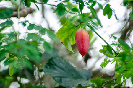 A Ivy Gourd red ripe fruit on the tree in garden, Thailandの写真素材