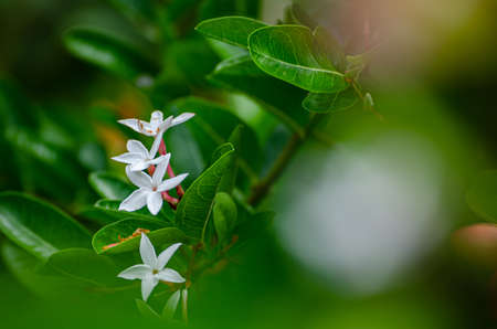Carissa Carandas Plant With Beautiful Flowers blooming and green leaves, Karanda; Carunda; Christ's...