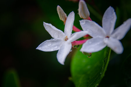 Water drop on carissa carandas flower after rain in a garden, close upの写真素材