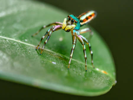 Close up Chrysilla jumping spiders, beautiful of colorful jumper spiders action on green leaf,...
