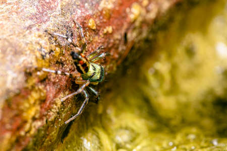 Close up Chrysilla jumping spiders, beautiful of colorful jumper spiders action on cement , Selected focus, in Thailand.の写真素材