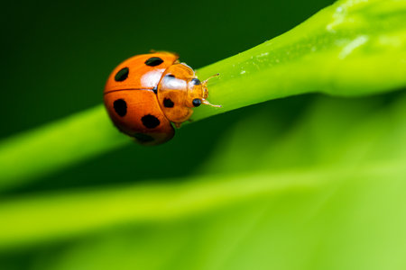 Macro shots, Beautiful ladybug insect on green branch with nature background, Selected focus, in Thailand.の写真素材