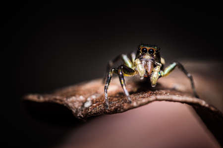 Close up Chrysilla jumping spiders, beautiful of colorful jumper spiders action on brown Dry Leaf, Selected focus, in Thailand.の写真素材