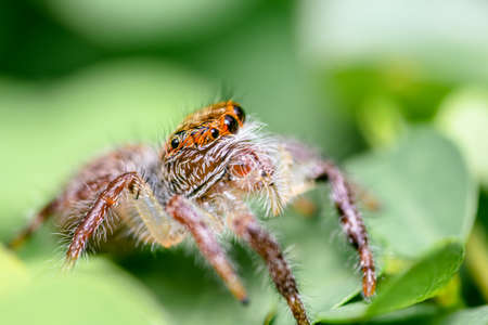 Close up beautiful of colorful jumper spiders action on green leaf, Selected focus, in Thailand.
