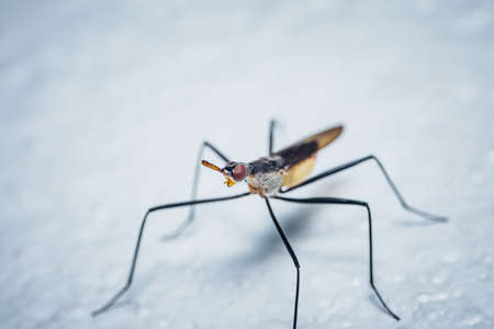 Close up Banana stalk fly or Cactus fly and isolated background, Selected focus.の写真素材