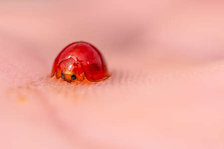 Close up a ladybug with red wings on palm of hand, palm print, selected focus.