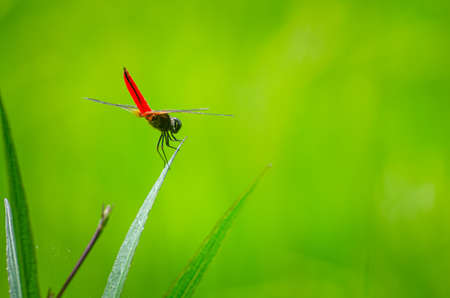 Red dragonfly image is wild in the nature with blur background, Close upの写真素材