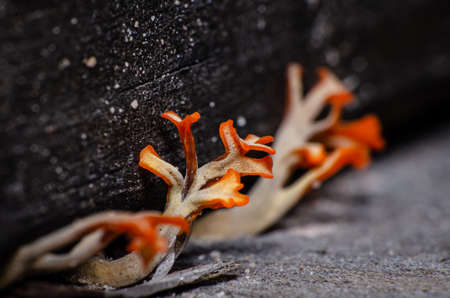Close up of Orange Mushroom, scientific name Dacryopinax Spathularia in the nature.の写真素材