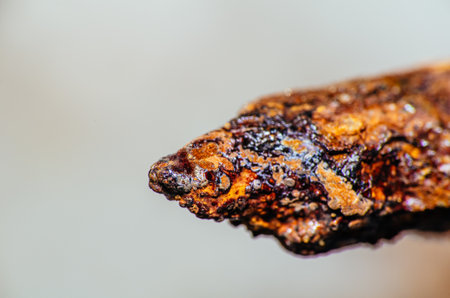 Close up rusty of the old nail is sharp side of nail so dangerous.