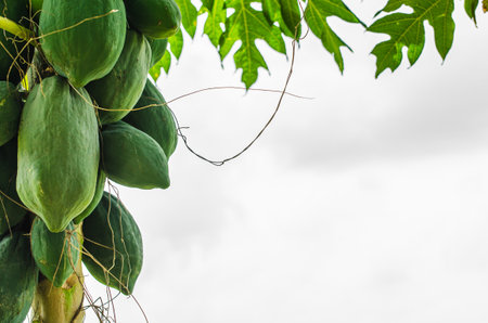 Group of green papaya fruit on tree, Plant or fruit from Thailand.