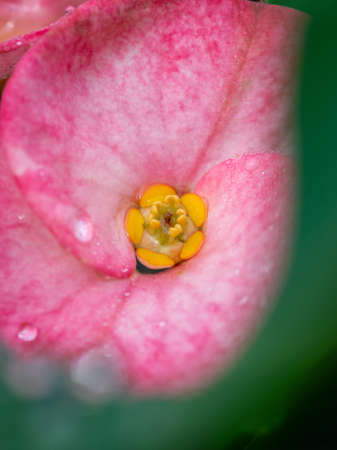 Close up Christ Thorn flower or Euphorbia milli with water drop after rain, nature blossoming in the garden, pink flower and green leaf, Selective focus.の写真素材