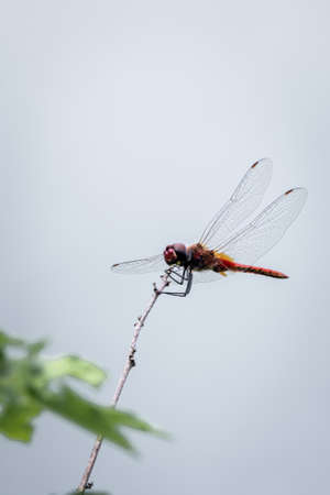 Close up dragonfly on branch with nature blurred background, dragonfly in the nature, wildlife annimal.の写真素材