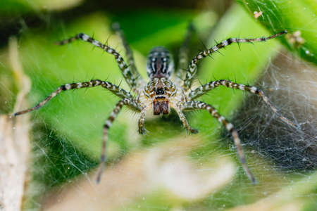 Close up Lawn Wolf Spider, Hippasa holmerae at its web with green leaf background, in Thailand.