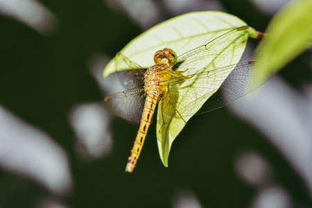 Close up dragonfly resting on the green leaves with nature blurred background, dragonfly in the nature, wildlife annimal.の写真素材