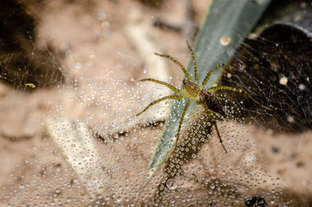 Lawn Wolf Spider, Hippasa holmerae with dew drops in a nest.の写真素材