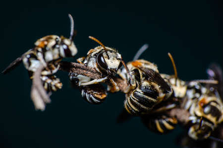 Close up sweat bees perching on the branches, Isolate background, In Thailand.の写真素材