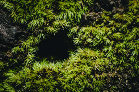 Macro shots green moss on stones and beautiful background of moss for wallpaperの写真素材