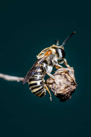 Close up sweat bees perching on the branches, Isolate background, In Thailand.の写真素材