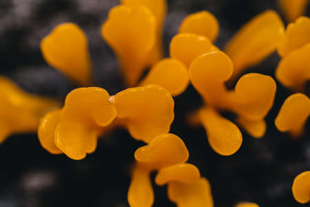 Group of orange jelly fungus, fan shaped jelly fungus, Dacryopinax spathularia on wet and old brown rotten log, selective fucus, top view, Thailand.の写真素材